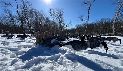 Fully Flocked Canada Goose Silhouette Decoys