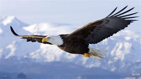 Flying Eagle Wallpapers - Top Free Flying Eagle Backgrounds ...