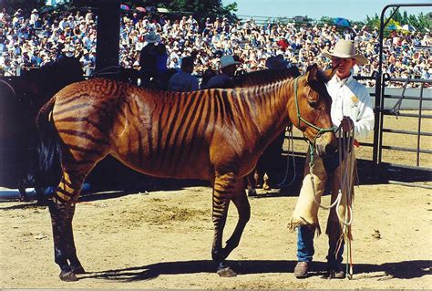 The mule is a hybrid cross between a male donkey and a female horse ...