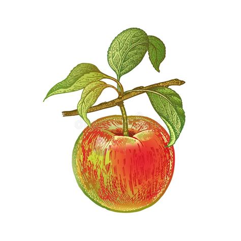 Apple, Fruit De Dessin, Pomme Rouge, Pomme De Dessin R?aliste ...