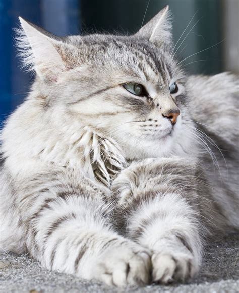 Beauty Siberian Cat, Silver Version Adult Stock Photo - Image of lovely ...