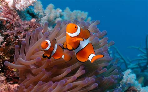 fish, Clownfish, Coral, Reef Wallpapers HD / Desktop and Mobile Backgrounds