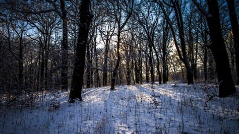 Wallpaper winter, forest, landscape hd, picture, image