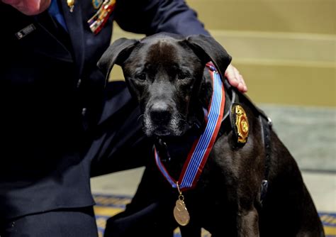 U.S. animals now have a medal for wartime bravery - The Washington Post