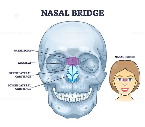 Nasal bridge and nose bone anatomy with face cartilage outline diagram ...