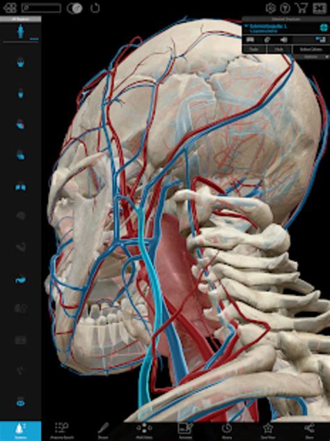 Human Anatomy Atlas 2021: Complete 3D Human Body for Android - Download