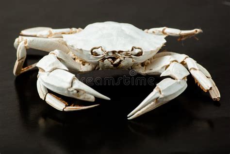 Skeleton of crab on black stock photo. Image of body - 30604990