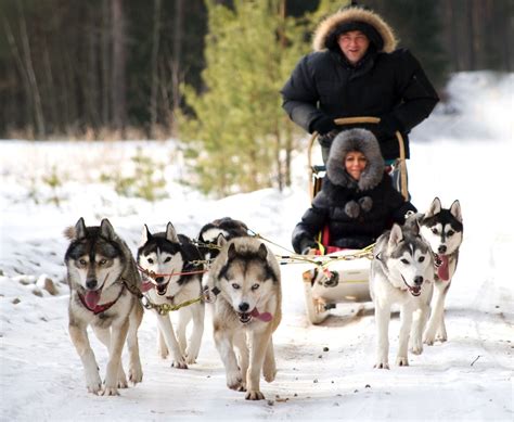 Siberian Husky dog sledding/sledging group activity in Vilnius ...