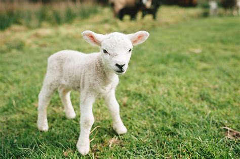 "Cute Baby Lamb Standing In A Field" by Stocksy Contributor "Suzi ...