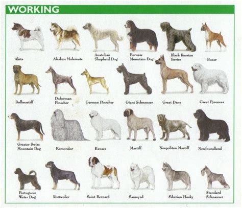 AKC Dog Breed Groups: Understanding Breed Groups at AKC Shows | Dog ...