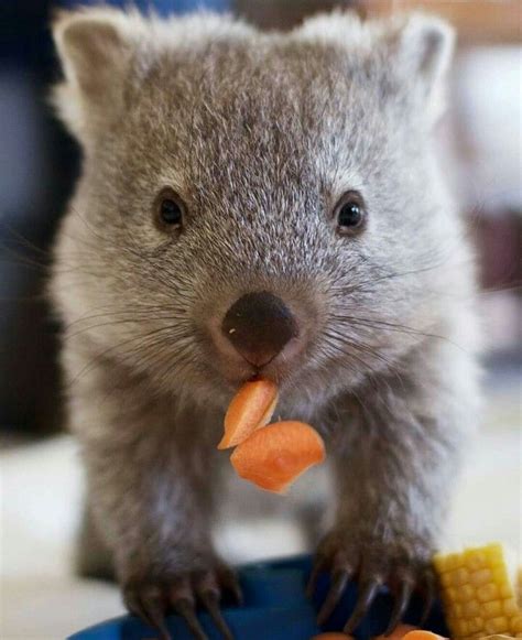 Wombat munchies | Cute animals, Cute baby animals, Baby animals