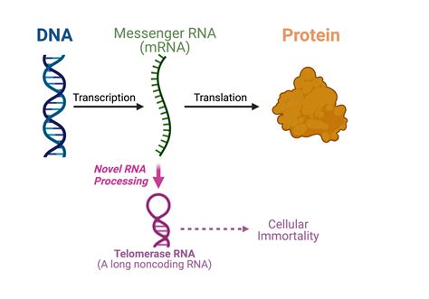 Scientists discover dual-function messenger RNA