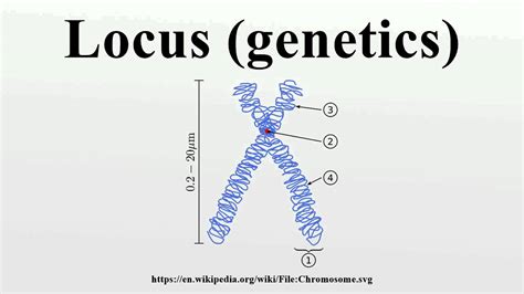 Locus (genetics) - YouTube