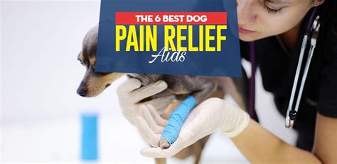 6 Best Dog Pain Relief Aids (Dog Pain Reliever Buying Guide)