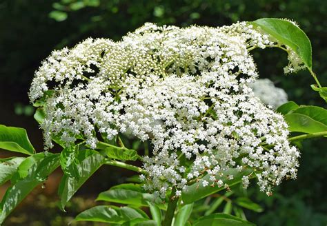 Sambucus canadensis (American Elder, American Elderberry, Common ...