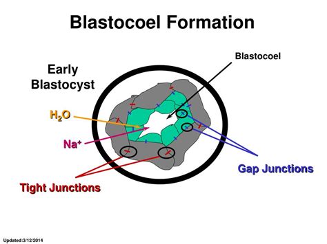 PPT - Lecture 18: Embryo Development PowerPoint Presentation, free ...