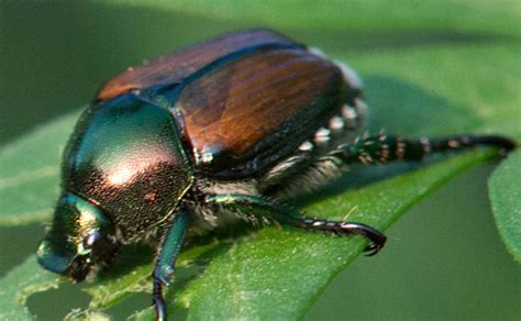 japanese beetle life cycle wisconsin - Karisa Pyle