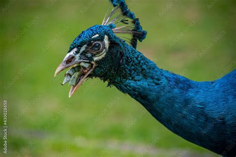 peacock with big feathers eating in a park. peacock in zoo, colorful ...