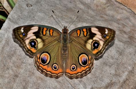 243 Beautiful Butterfly Pictures · Pexels · Free Stock Photos