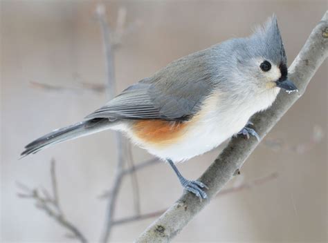 Wild Birds That Will Take A Tiny Puppy - unique rare bird