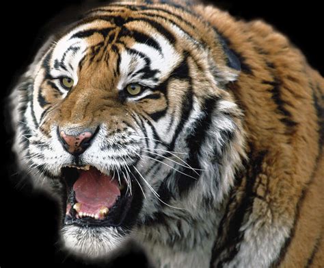 [100+] Roaring Tiger Png Images | Wallpapers.com