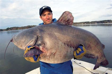 Prognosticating Record Blue Catfish - In-Fisherman