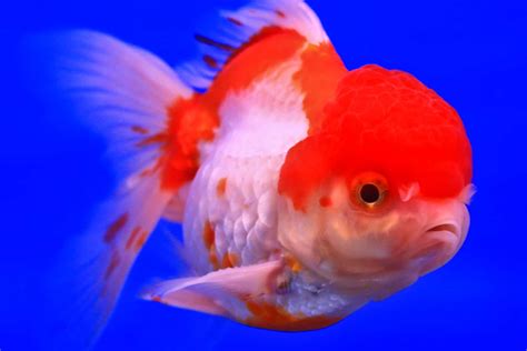 Lionhead Goldfish - Uniquely Featured And Textured Species