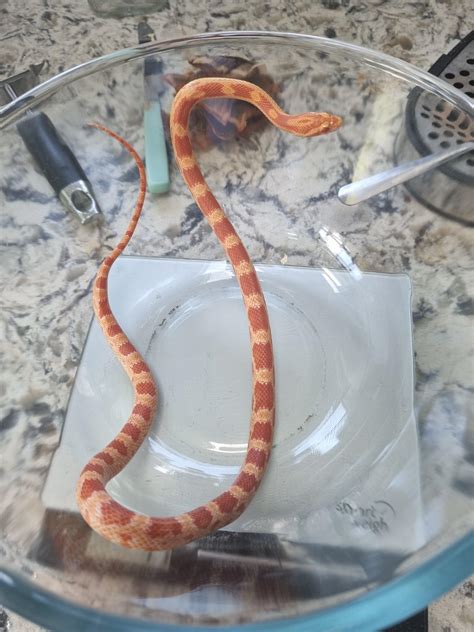 Baby cornsnake : r/cornsnakes