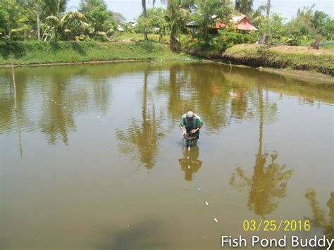 Fish Pond Buddy: Fish Farmer vs. Mudfish ("Dalag")