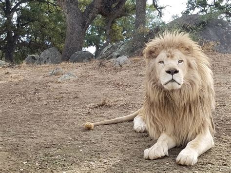 Rare White Lion Released to New Sanctuary Habitat