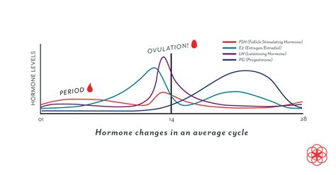 Estrogen Levels Ovulation Chart