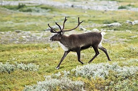 Differences Between Caribou and Reindeer | Difference Between