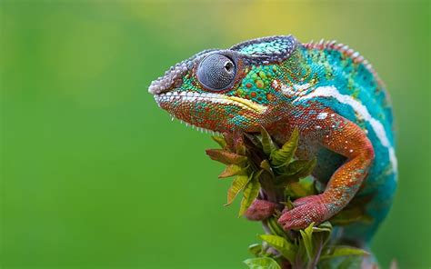 HD wallpaper: Real Colorful Chameleon, green and brown lizard, Animals ...