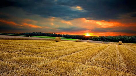 Wheat Farm Wallpaper