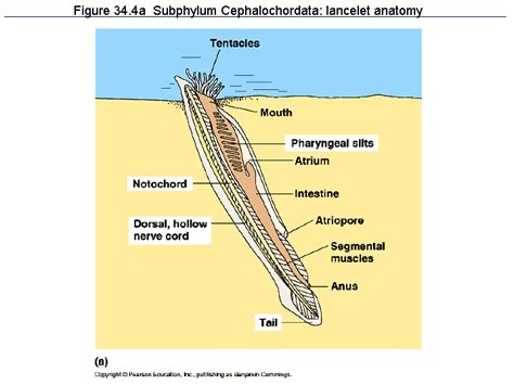 Cephalochordata