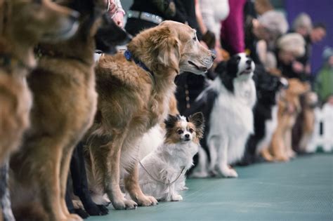 Facts About the Westminster Dog Show | Reader's Digest