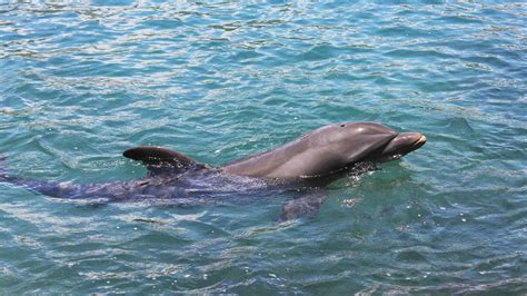 Dolphin Predators: These 6 Animals Kill and Eat Dolphins - A-Z Animals