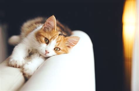 How to Cat-Proof Your Couch | PetMD