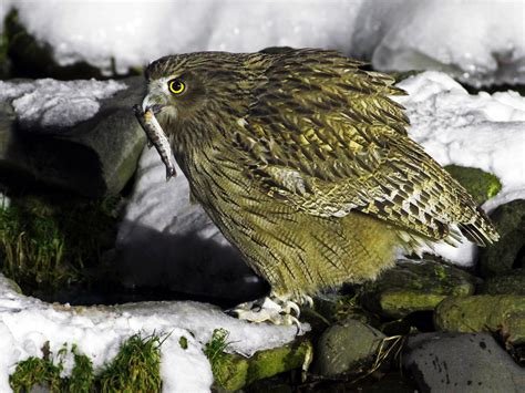 Blakiston's Fish-Owl - eBird