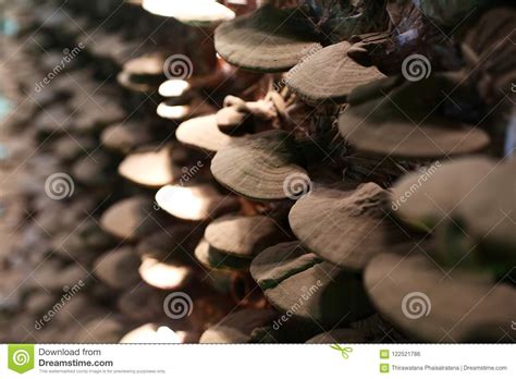 Close-Up Lingzhi Mushroom Cultivation, Chinese Medicine, Chinese Stock ...