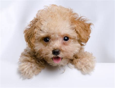 Teacup Poodle: Dog Breed Guide - Dog Academy