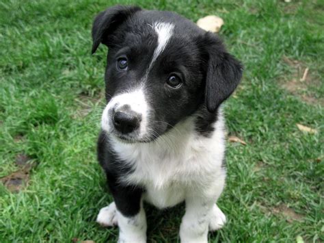 Are Border Collie Lab Mix Good Dogs