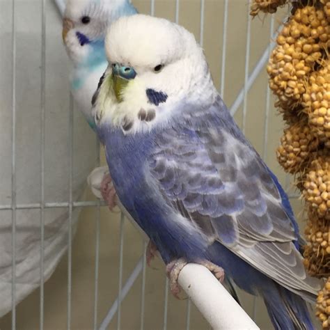 English Budgie | English budgie, Budgies, Pet birds