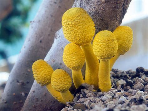 PLANTAS CULTIVOS E CUIDADOS DO MUNDO TODO: Leucocoprinus birnbaumii