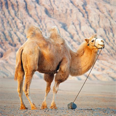 Bactrian camel | Adaptations, Range, & Facts | Britannica