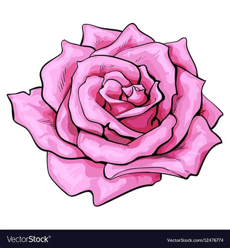 Deep pink rose bud, top view sketch style vector illustration isolated ...