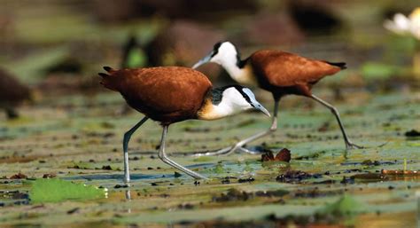 Bird Species, Wetland, Bird Watching, Uganda, Birds, Lake, Victoria ...