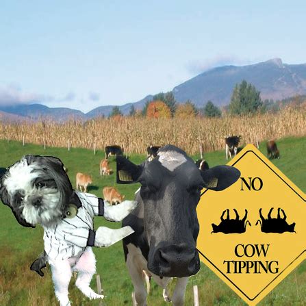 I am a big fan of cow tipping