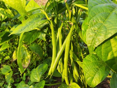 Growing Green Beans In Dallas - Mbi Garden Plant