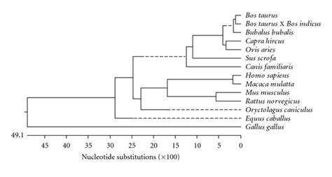 Phylogenetic analysis of crossbred cattle (Bos indicus X Bos taurus ...